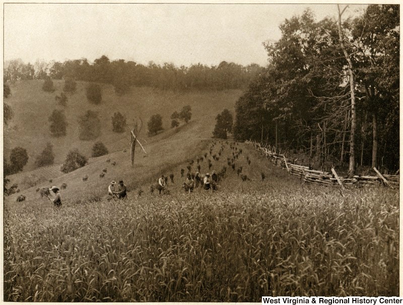Large wheat field with people harvesting and tying up bundles of wheat