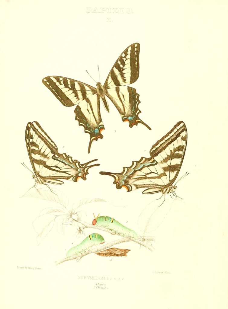 Colored sketches of Eastern Tiger Swallowtail