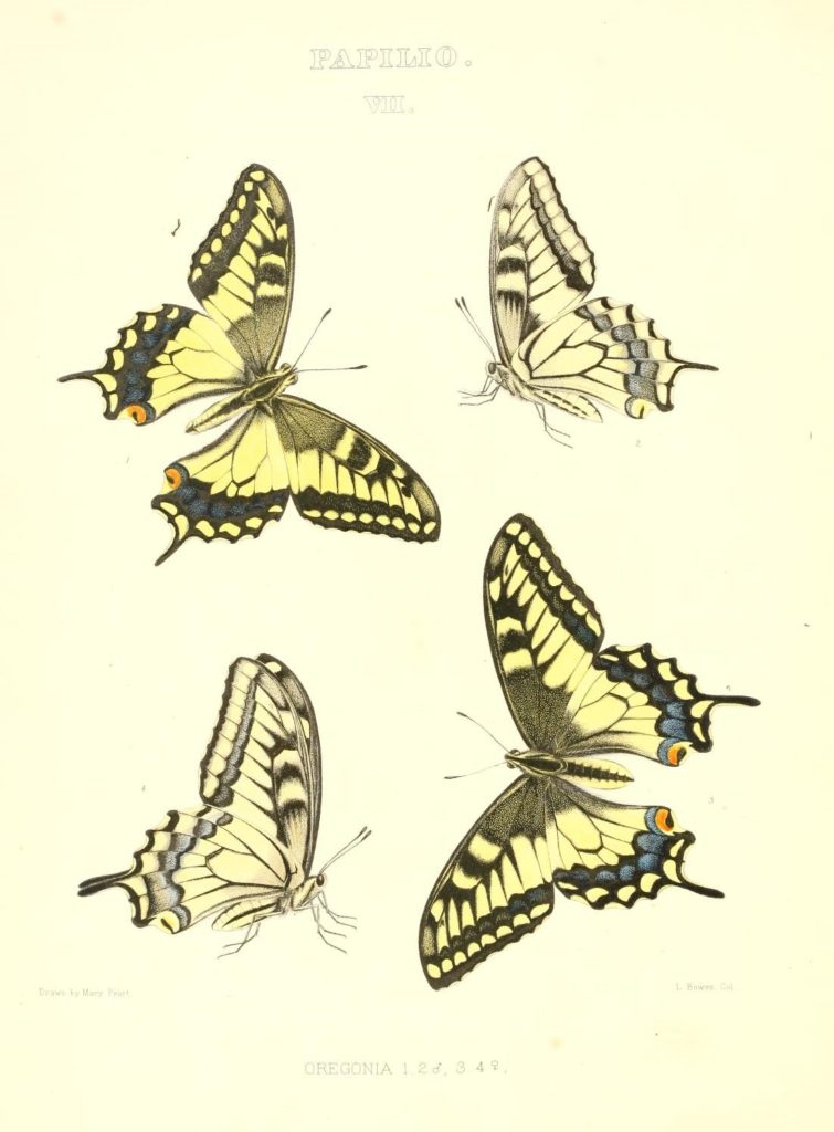 Colored sketches of Papilio Oregonia