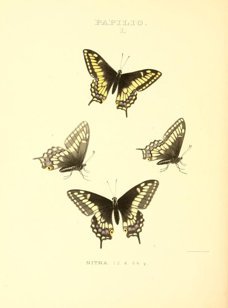 Colored sketches of Papilio Nigra