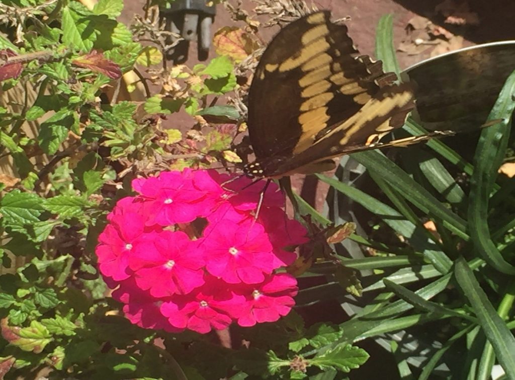 Eastern Swallowtail Butterfly on flower