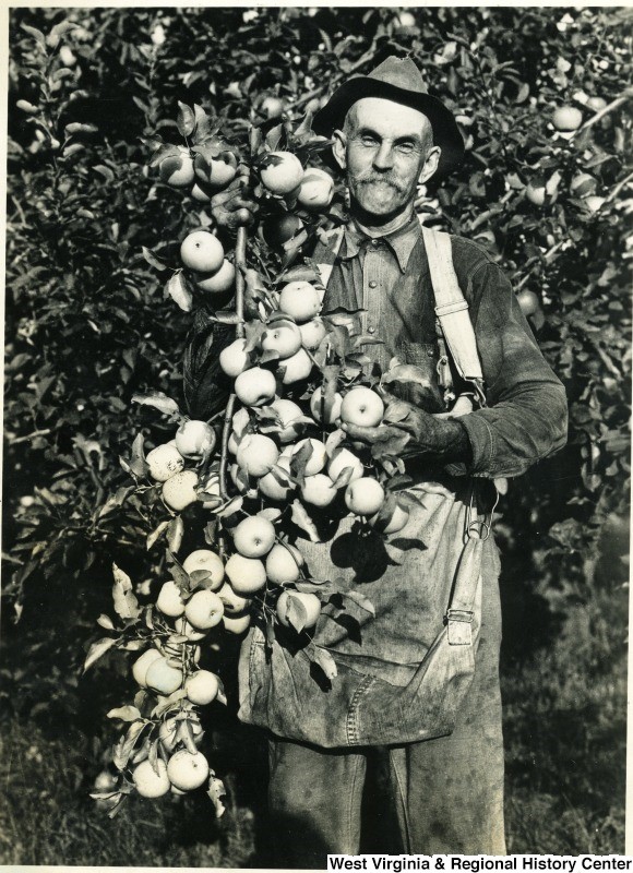 Man with branch of apples over his shoulder