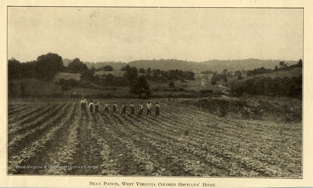 Ten black boys in a large field, harvesting or tending bean plants