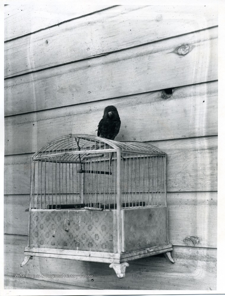 Dark colored bird sitting on top of a bird cage that is affixed to a wall.