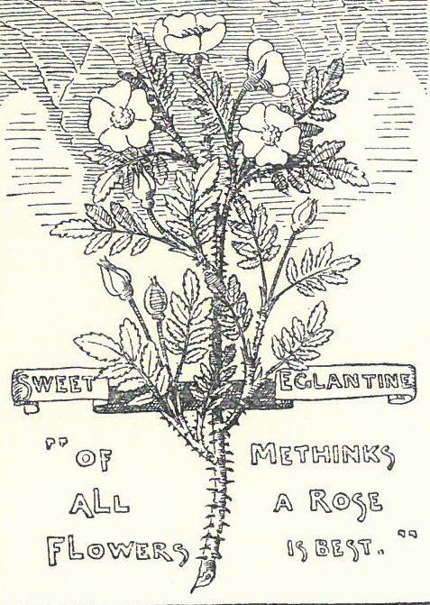 Book page showing a sketch of a sweet eglantine, with the quote "of all flowers methinks a rose is best"