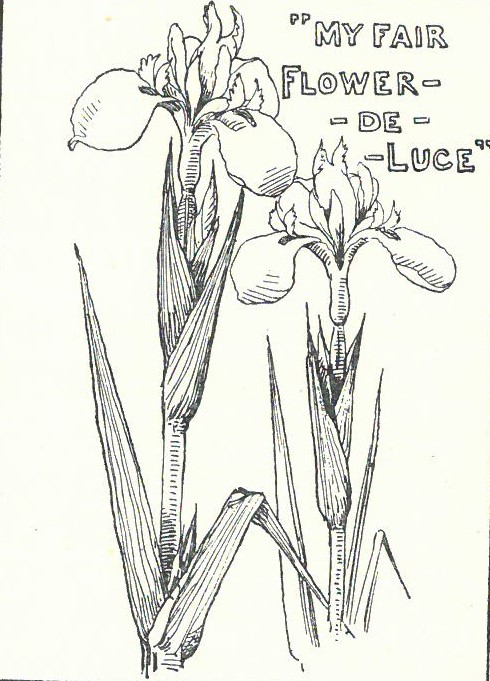 Book page showing text "my fair flower-de-luce" with sketch of two irises