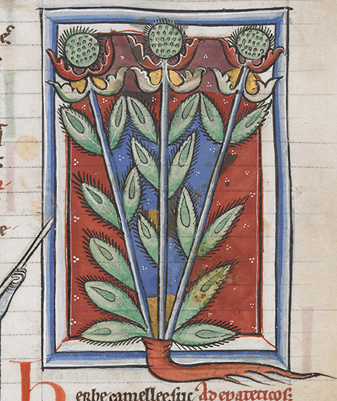 Illustration titled The Fruit of the Mandragora