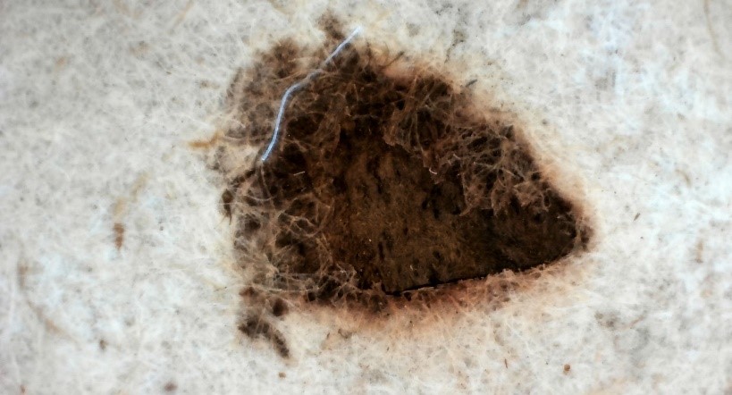 Closeup of paper, showing embedded brown blob surrounded by whiteish paper fibers.