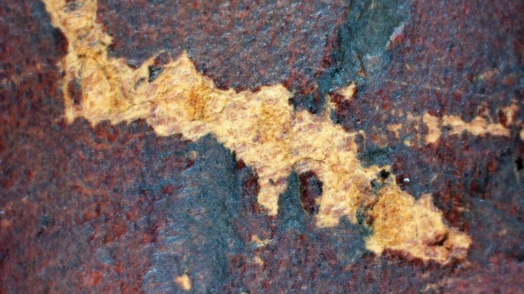 Closeup of brownish book cover, with gash in it exposing a cream color underneath.