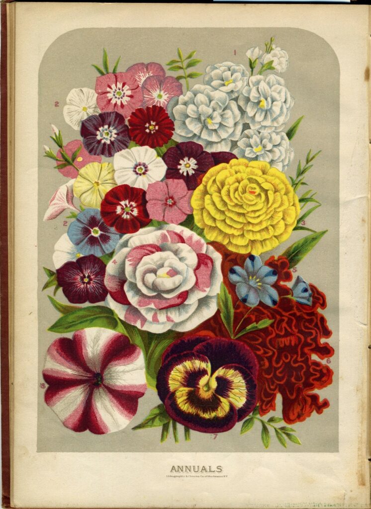 Book page labeled Annuals, with many flowers depicted in color