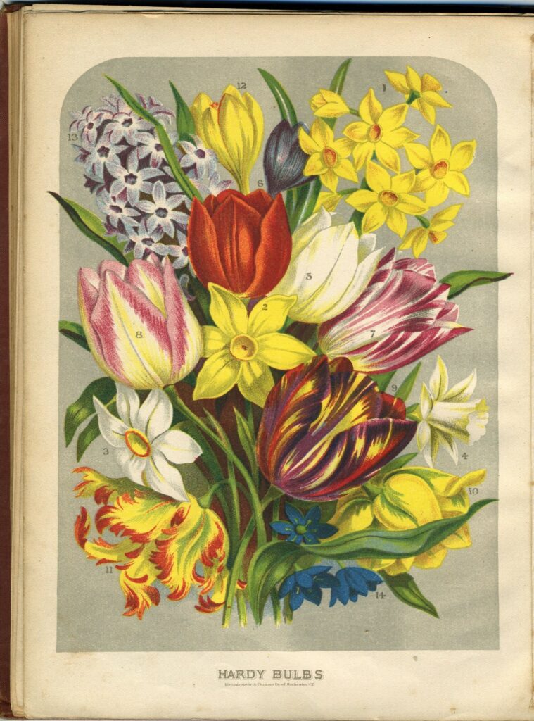 Book page labeled Hardy Bulbs, with many flowers depicted in color