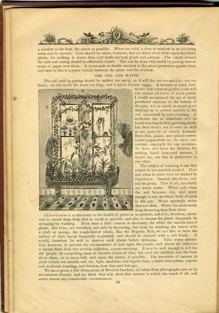 Page 24 of Vick's Flower and Vegetable Garden, with text and a very detailed images of plants in and around a window.