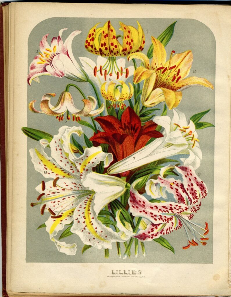 Book page labeled Lillies, with many flowers depicted in color