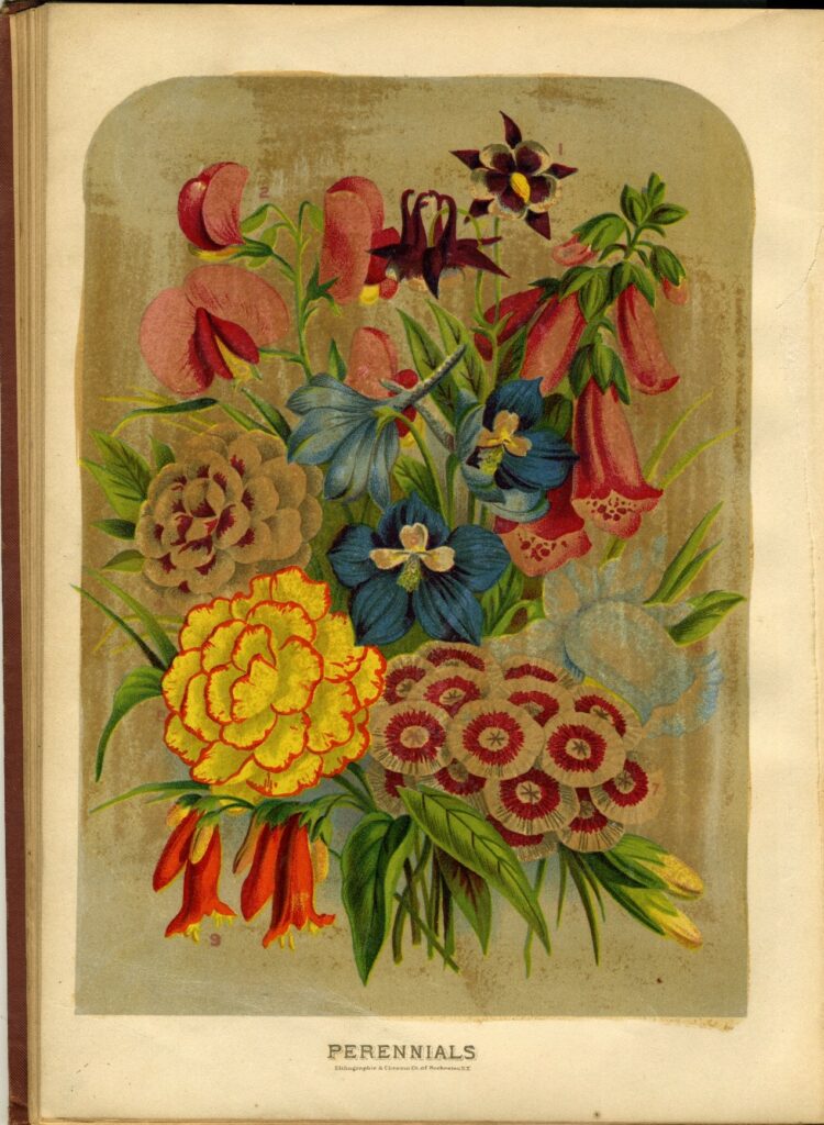 Book page labeled Perennials, with many flowers depicted in color