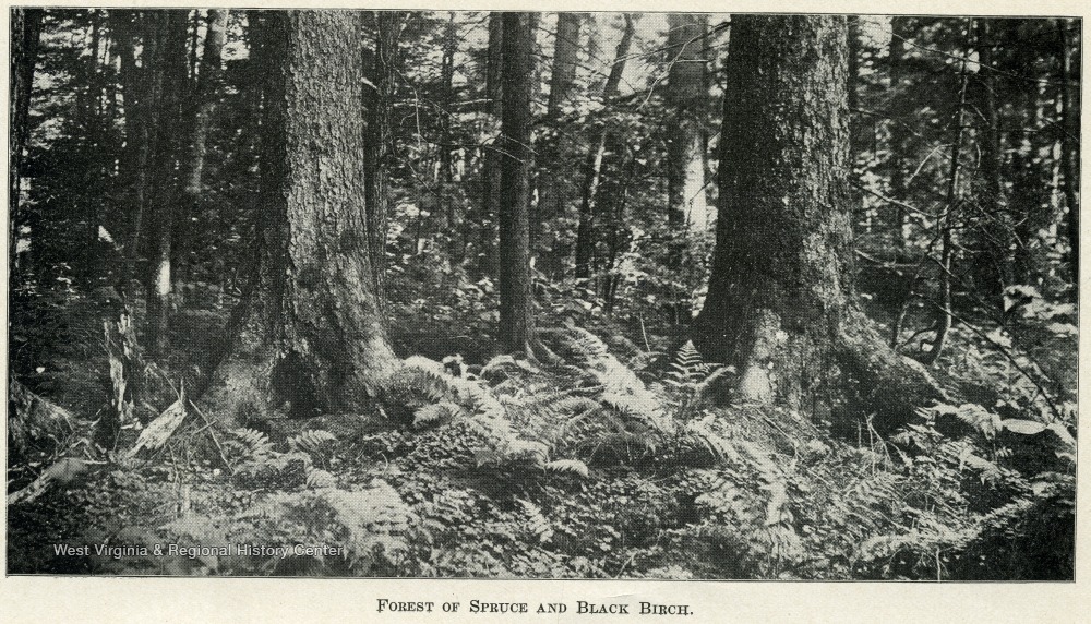 A forest floor and trees