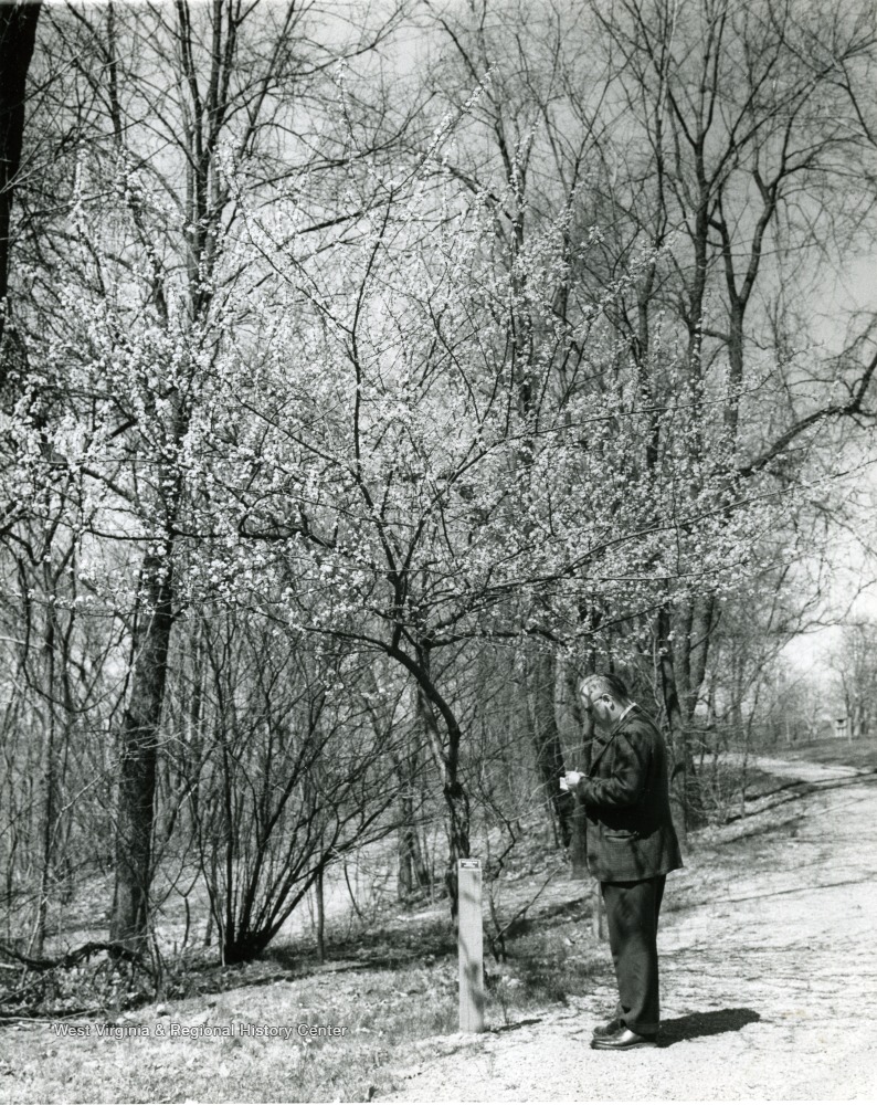 director of the WVU Arboretum 