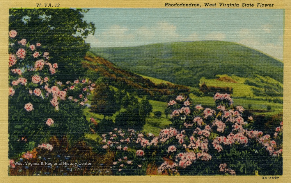 Postcard of rhododendron 