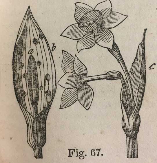 Illustration for the description of the calyx, showing interior and exterior view of flower