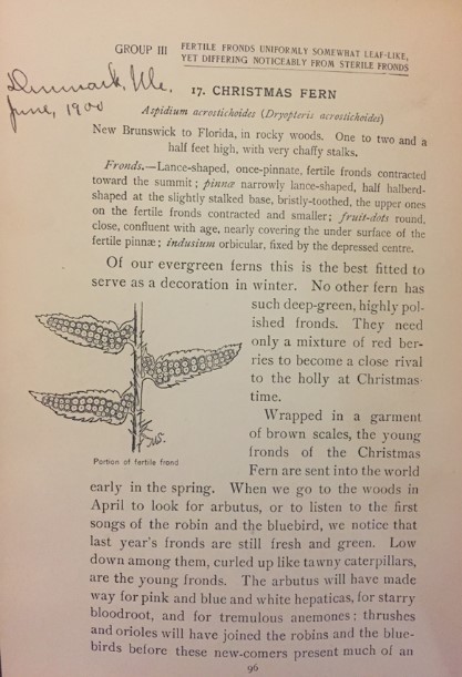 Book page describing Christmas Fern