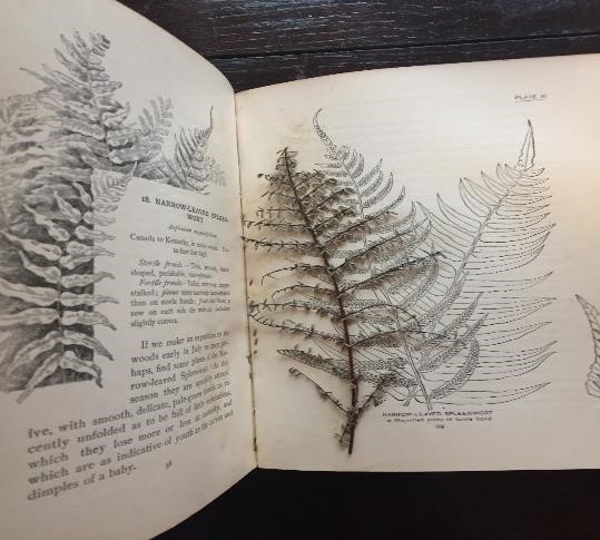 Interior of book, showing text and sketches of ferns, and a pressed fern