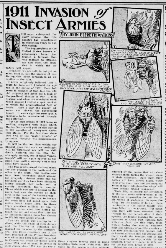 Newspaper article from the Ceredo Advance titled 1911 Invasion of Insect Armies. Included in the article is a 6-panel comic following a cicada's metamorphosis from nymph to adult.