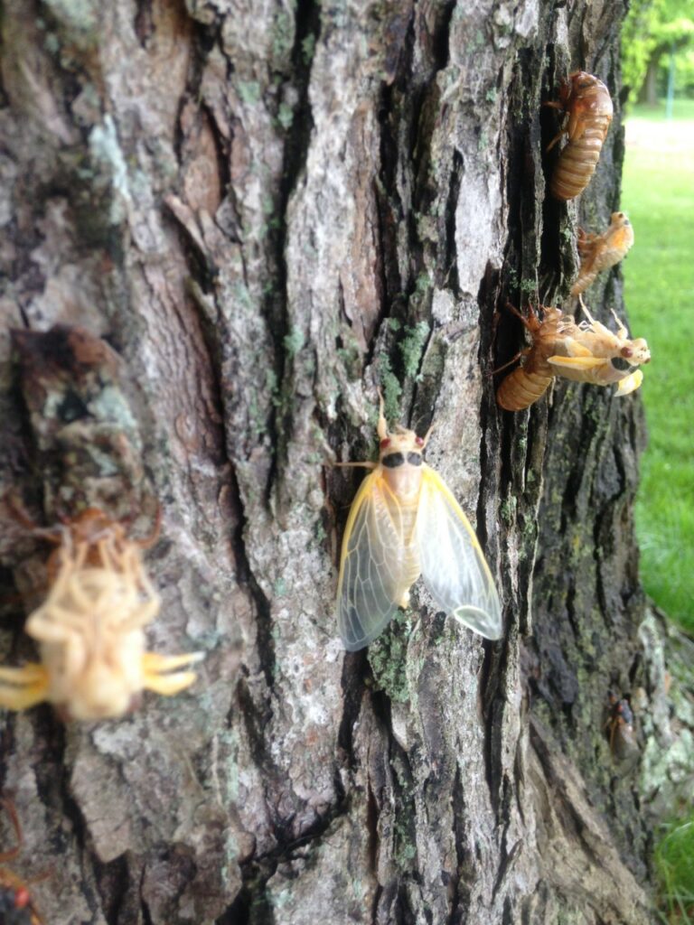 Cicadas in various stages of emergence on a tree.