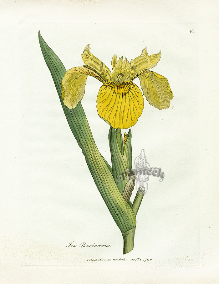 Botanical illustration of an iris